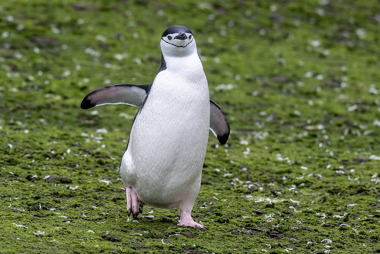 Chinstrap penguin on Barrientos Island