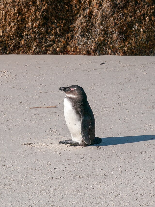 African Penguin